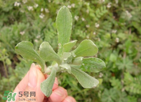清明草可以曬干嗎？清明草曬干有什么功效？
