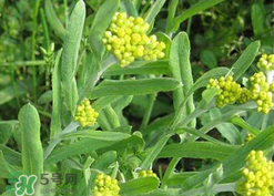 清明草可以種植嗎？清明草怎么種植？