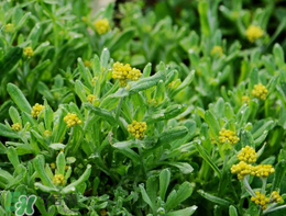 清明草可以種植嗎？清明草怎么種植？