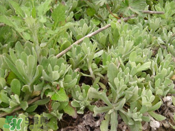 清明草可以種植嗎？清明草怎么種植？