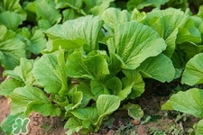 春分吃春菜有什么好處？春菜有什么營養(yǎng)價值？