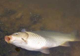 春分能夜釣嗎？春分能釣鯉魚嗎？