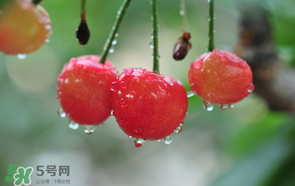 櫻桃掉果怎么回事？櫻桃掉果怎么處理？