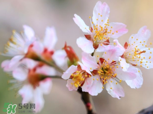 櫻桃需要授粉樹嗎？櫻桃需要什么授粉樹？
