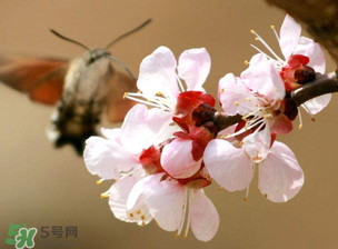 櫻桃需要授粉樹嗎？櫻桃需要什么授粉樹？