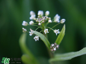 薺菜什么時候開花？薺菜花什么時候采？