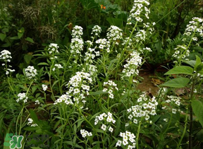 薺菜花可以泡茶嗎？薺菜花泡茶喝有什么功效？