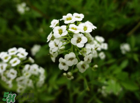 薺菜花可以泡茶嗎？薺菜花泡茶喝有什么功效？