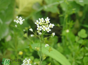 薺菜花可以泡茶嗎？薺菜花泡茶喝有什么功效？