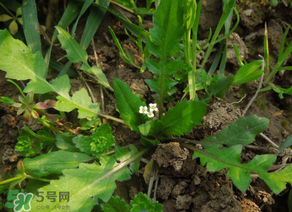 便秘能吃薺菜嗎？便秘可以吃薺菜嗎？