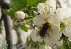 櫻桃怎么授粉？紅燈櫻桃怎么授粉？