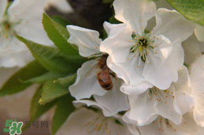 櫻桃怎么授粉？紅燈櫻桃怎么授粉？