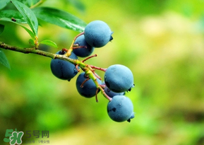 藍(lán)莓一天吃多少為宜？藍(lán)莓每天吃多少合適？