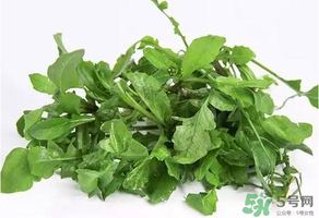 薺菜有毒嗎？吃薺菜會中毒嗎？