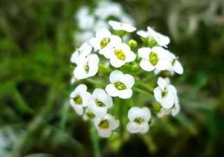 薺菜花可以泡茶嗎？薺菜花泡茶喝有什么功效？