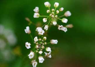 薺菜什么時候開花？薺菜花什么時候采？