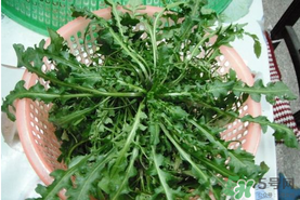 野生薺菜孕婦能吃嗎？野薺菜孕婦可以吃嗎？