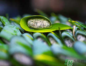 蒿子粑粑能吃嗎？蒿子粑粑可以吃嗎？