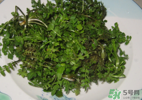 薺菜水有什么好處？薺菜水的功效與作用