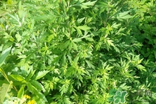 艾草是寒性的嗎？艾草是涼性的嗎？