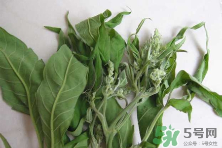艾草是寒性的嗎？艾草是涼性的嗎？