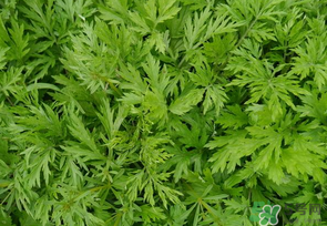 蒿子是發(fā)物嗎？蒿子是不是發(fā)物嗎？