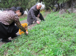 蒿子怎么保存？蒿子能放速凍保存嗎？