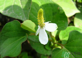 薺菜和魚腥草能一起吃嗎？薺菜和魚腥草可以同時泡茶嗎？