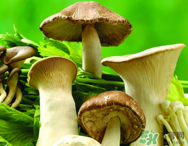 薺菜和蘑菇能一起吃嗎？薺菜和菇類能一起吃嗎？