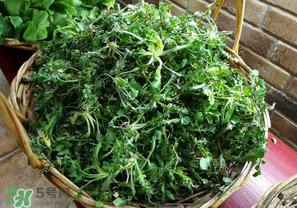 乙肝能吃薺菜嗎？乙肝病人可以吃薺菜嗎？