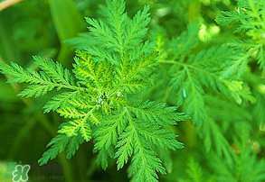 青蒿是什么植物？青蒿是種子植物還是裸子植物？