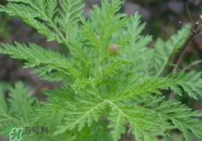 青蒿是什么植物？青蒿是種子植物還是裸子植物？