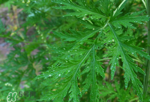 青蒿是什么植物？青蒿是種子植物還是裸子植物？