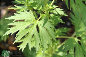 青蒿能吃嗎？青蒿可以吃嗎？