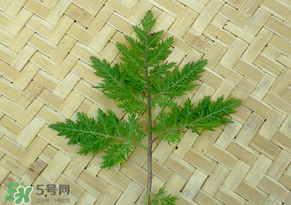 吃青蒿有好處嗎？青蒿的功效與作用