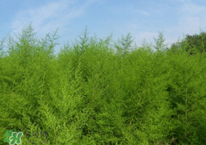 蒿子怎么做好吃？蒿子能涼拌嗎？