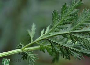 蒿子怎么做好吃？蒿子能涼拌嗎？