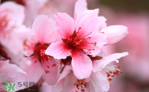 清明節(jié)還有桃花嗎？清明節(jié)去哪里看桃花？
