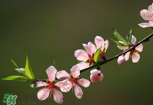 清明節(jié)還有桃花嗎？清明節(jié)去哪里看桃花？