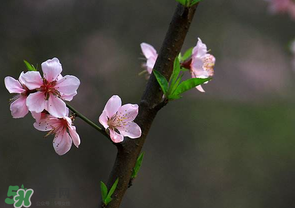 清明節(jié)還有桃花嗎？清明節(jié)去哪里看桃花？