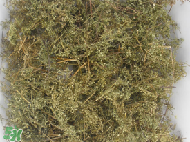 青蒿可以泡水喝嗎？青蒿能泡水喝嗎？