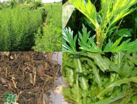 青蒿可以泡水喝嗎？青蒿能泡水喝嗎？