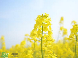 2017年清明節(jié)油菜花開了嗎？2017年清明節(jié)還有油菜花嗎？