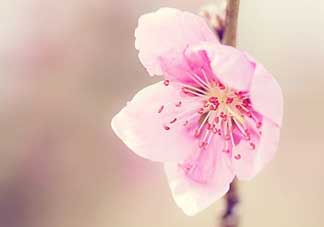 清明節(jié)還有桃花嗎？清明節(jié)去哪里看桃花？
