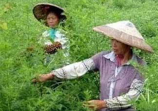 青蒿可以泡水喝嗎？青蒿能泡水喝嗎？
