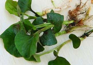薺菜和魚(yú)腥草能一起吃嗎？薺菜和魚(yú)腥草可以同時(shí)泡茶嗎？
