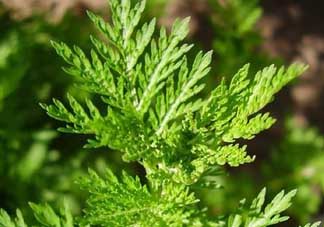 青蒿是什么植物？青蒿是種子植物還是裸子植物？