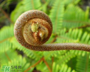 蕨菜什么時(shí)候采摘？蕨菜什么時(shí)候有？