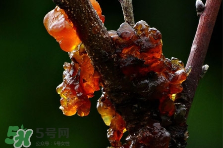 桃膠如何保存？桃膠怎么保存？
