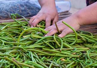 蕨菜什么時(shí)候采摘？蕨菜什么時(shí)候有？